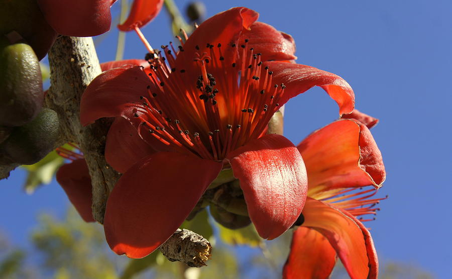 Red Rubber Tree Photograph by Laurie Perry