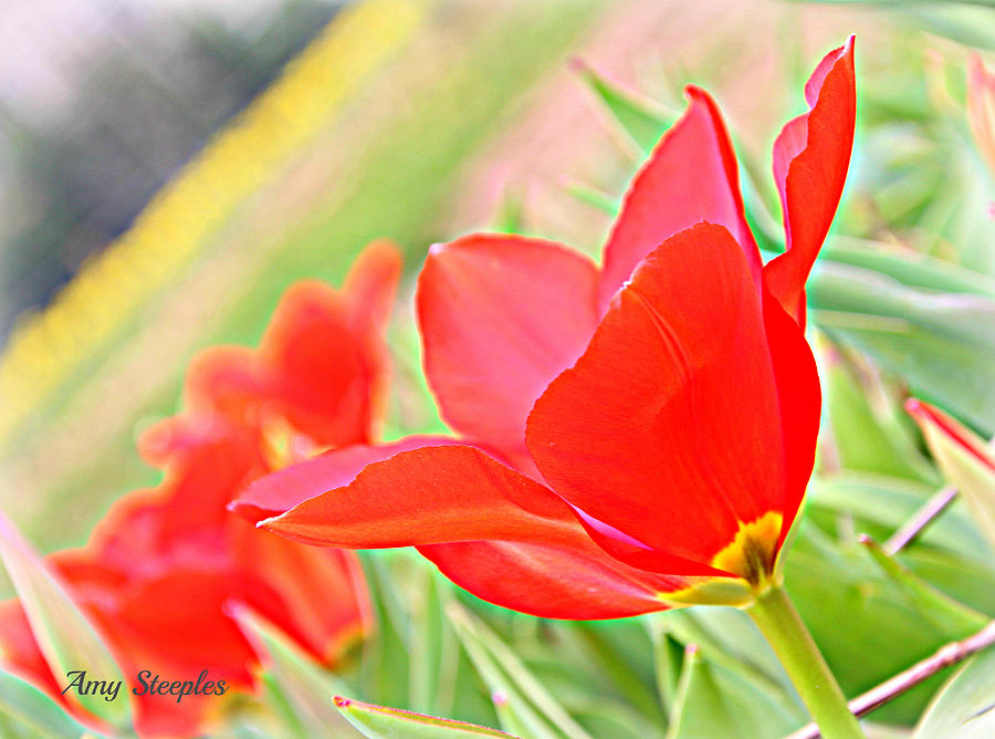 Tulip Photograph - Red Ruby by Amy Steeples