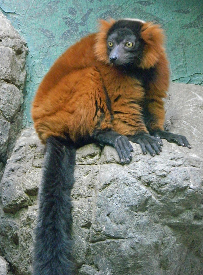Red Ruffed Lemur Photograph by Emmy Marie Vickers