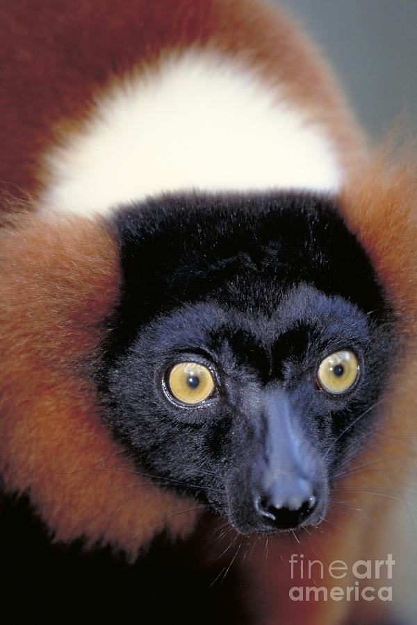 Red Ruffed Lemur, Madagascar Photograph by Art Wolfe