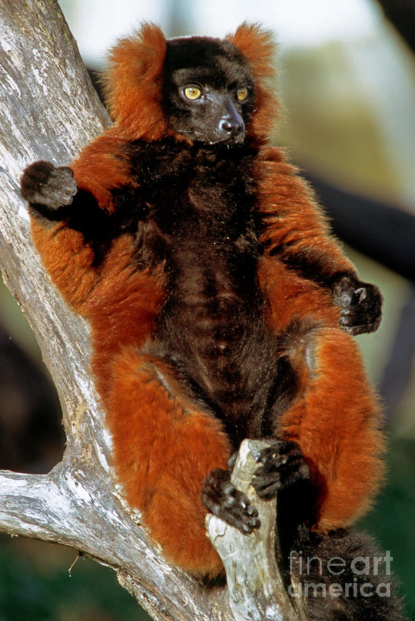 Red-ruffed Lemur Photograph by Millard H. Sharp