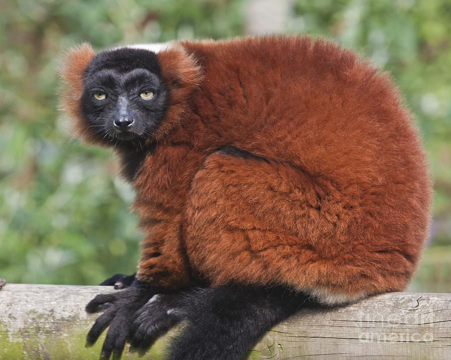 Red Ruffed Lemur Varecia rubra Photograph by Terri Waters