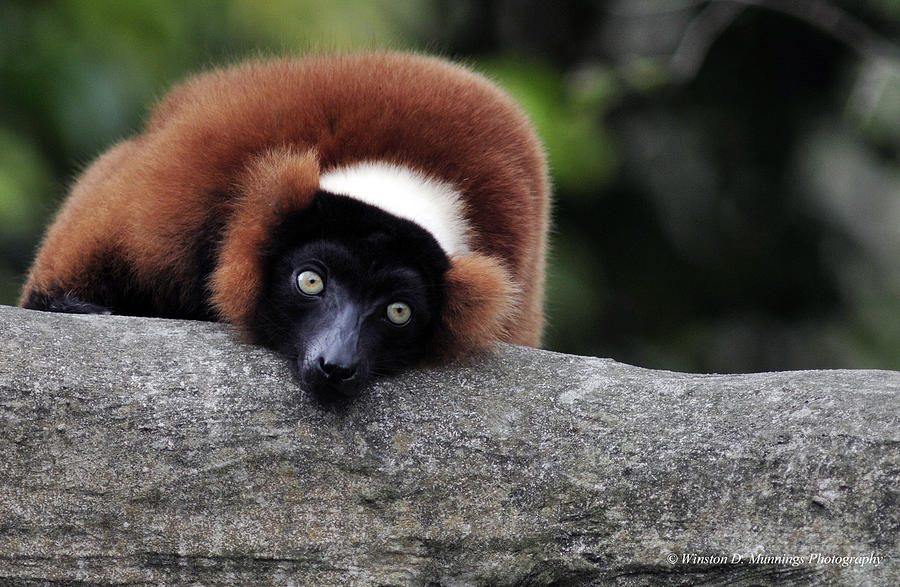 Red Ruffed Lemur Photograph by Winston D Munnings
