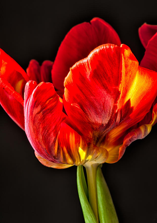 Red Ruffles Photograph by Joan Herwig