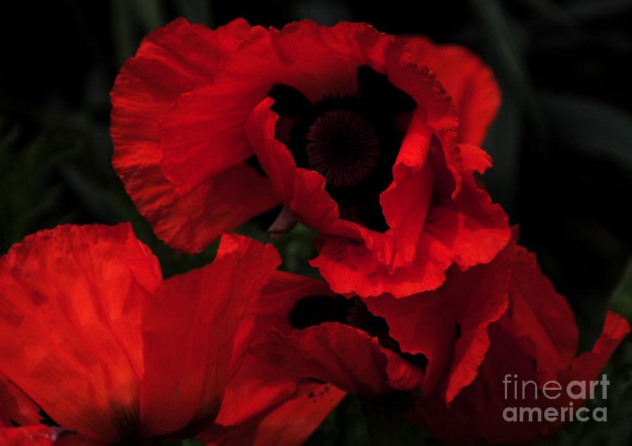 Summer Photograph - Red Ruffles by Kathleen Struckle