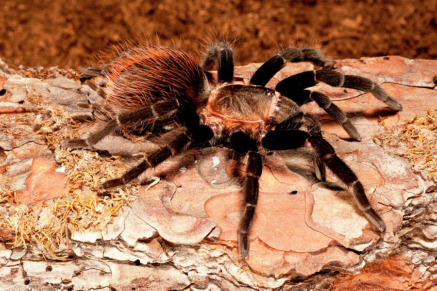 Red Rump Tarantula, Brachypelma Vagans Photograph By David Northcott ...