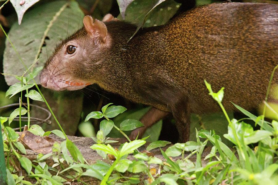 Red-rumped Agouti Foraging Photograph by Bob Gibbons