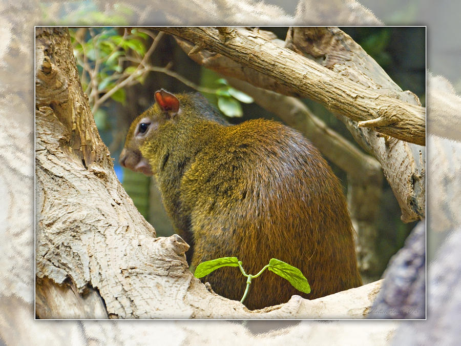 Red-rumped Agouti Photograph