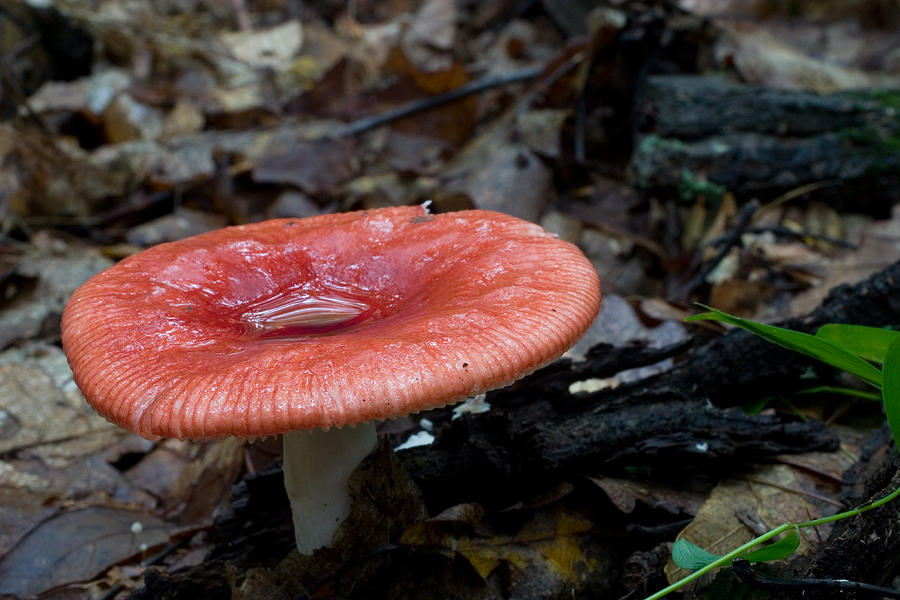 Red Russula Mushroom Photograph by Paul Whitten
