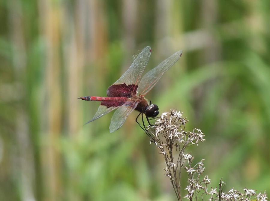 Red Saddlebag Dragonfly Photograph by Peggy King