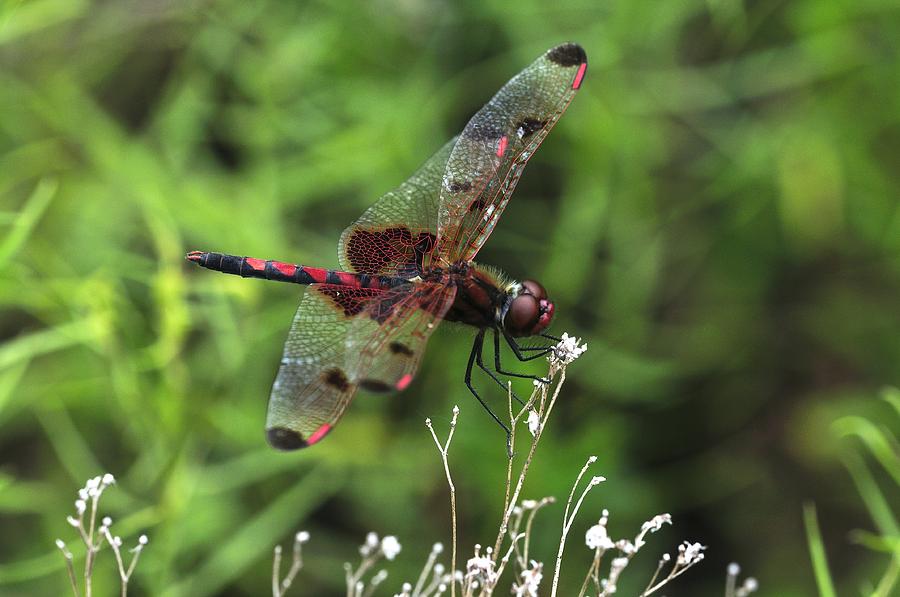 Red Dragonfly Photograph - Red Saddlebags by J Scott Davidson