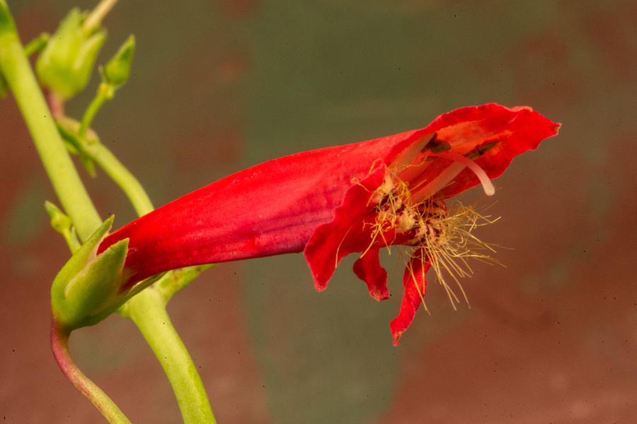 Red Sage Blossom 1 Photograph