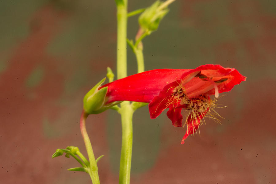 Red Sage Blossom 2 Photograph by Douglas Barnett