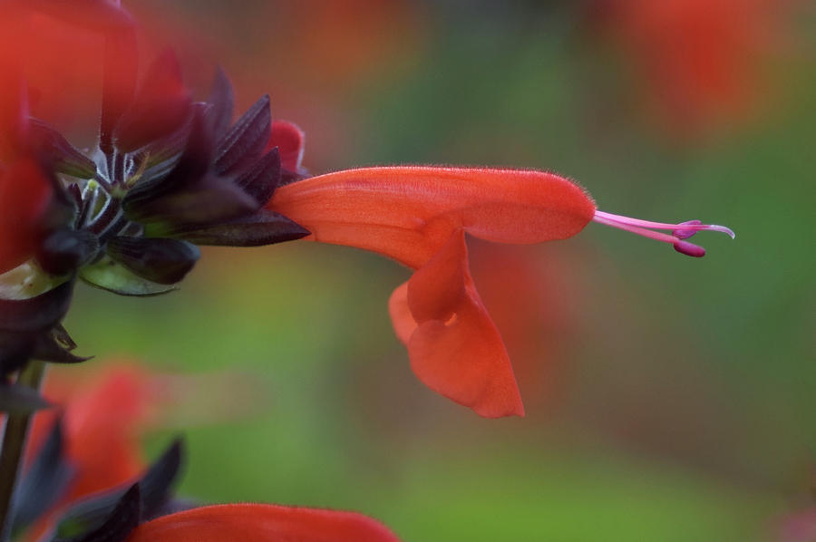 Summer Photograph - Red Sage (salvia Coccinea) by Maria Mosolova/science Photo Library