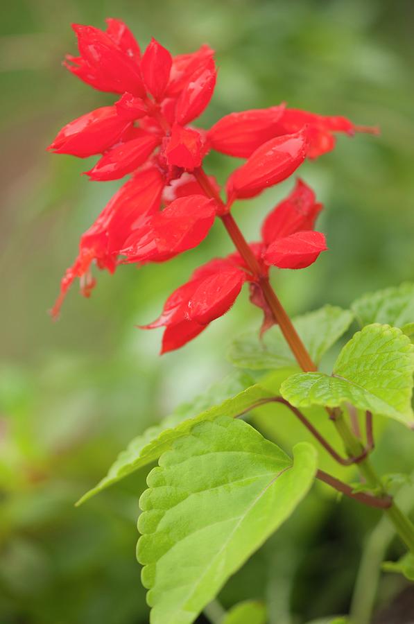 Red Sage (salvia Splendens) In Flower Photograph by Maria Mosolova/science Photo Library