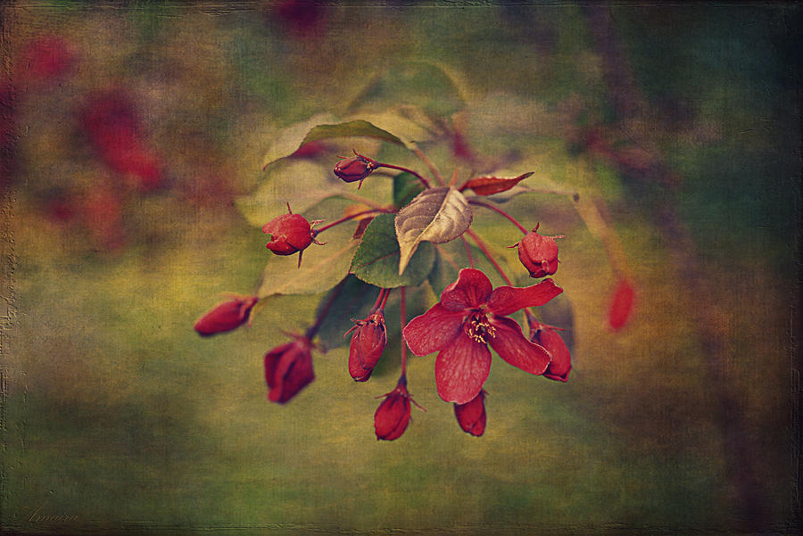 Nature Photograph - Red Sakura  by Maria Angelica Maira