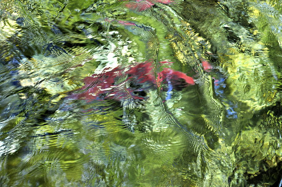 Red Salmon in Steep Creek Photograph by Cathy Mahnke