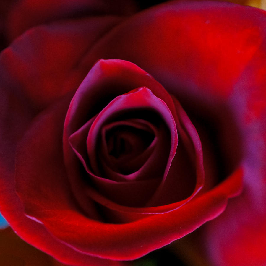 Red Satin Photograph by Ronda Broatch