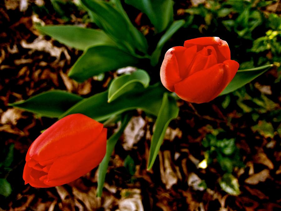 Spring Photograph - Red Satin Sheen by Elizabeth Tillar