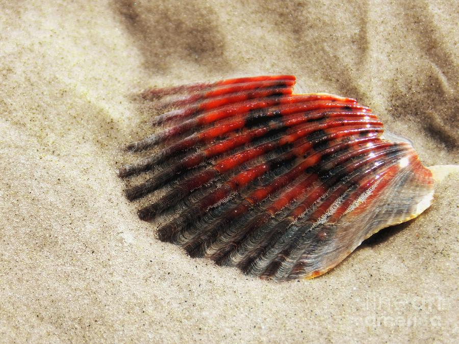 Red Scallop Seashell Photograph by Sharon Woerner