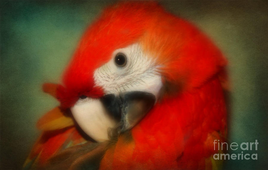 Red Scarlet   MaCaw Parrot Sammy Photograph by Peggy Franz