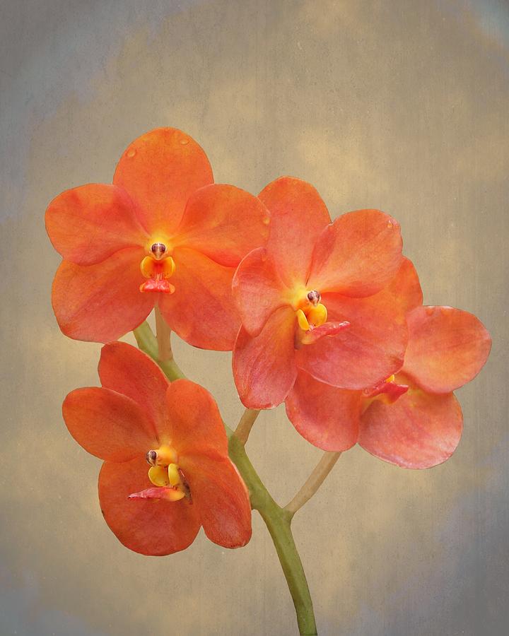 Orchid Photograph - Red Scarlet Orchid on grunge by Rudy Umans