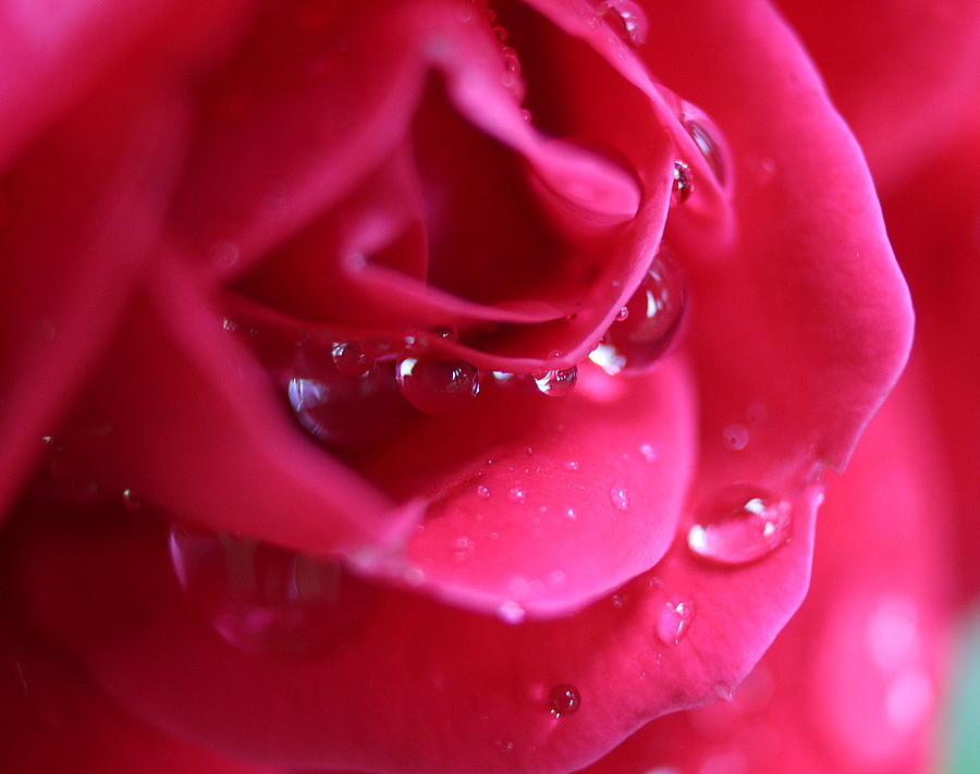 Red Scented Rose Photograph by Ester McGuire