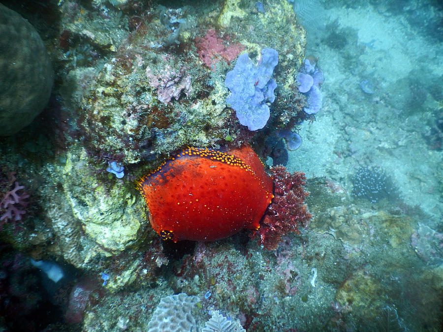Red Sea Apple Sea Cucumber Photograph by Carleton Ray