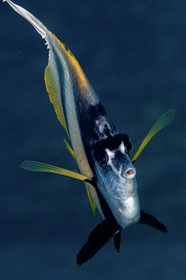 Red Sea Bannerfish Photograph by Simon V Ila