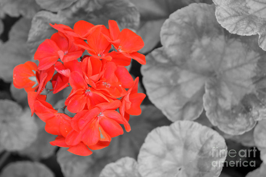 Red Selective Color Geranium Photograph by John  Mitchell
