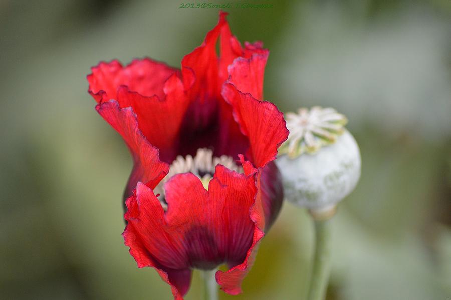 Poppy Photograph - Red Sensation by Sonali Gangane