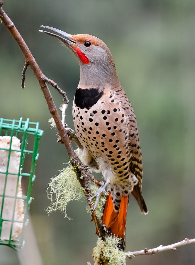 Red Shafted Flicker IV Photograph by Ronda Broatch