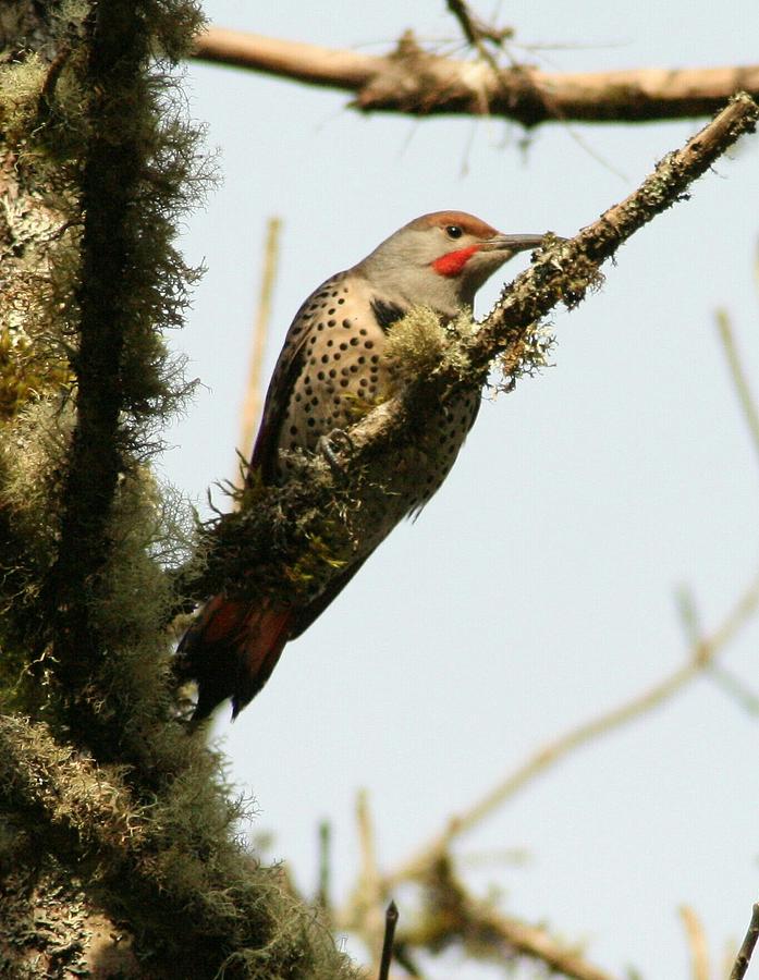 Red Shafted Flicker Photograph By Teresa A Lang Pixels