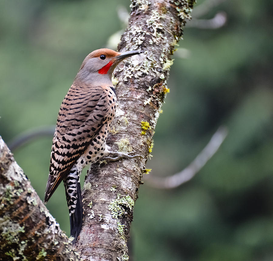 Nature Photograph - Red Shafted Flicker V by Ronda Broatch