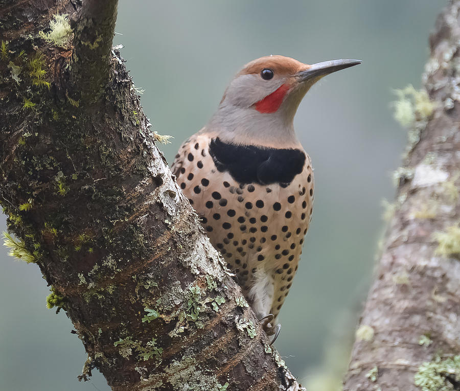 Red Shafted Flicker VIII Photograph by Ronda Broatch