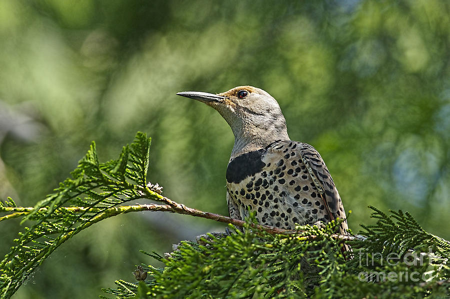 Red Shafted Northern Flicker female Photograph by Sharon Talson