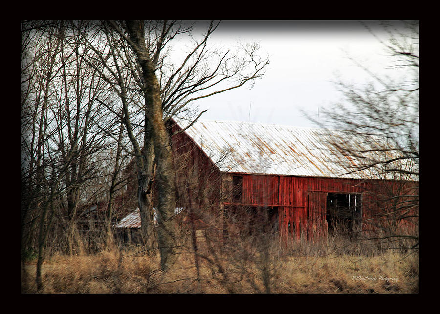 Red Shag Barn in Woods Photograph by PJQandFriends Photography