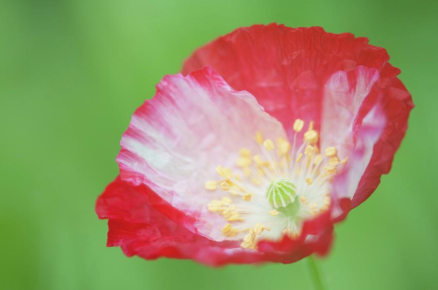 Red Shirley Poppy Photograph by Maria Mosolova