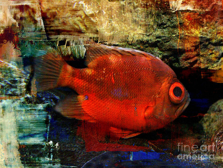 Red Short Big-eye Fish Photograph by Chris Scroggins