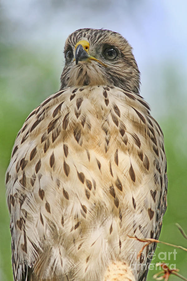 Hawk Photograph - Red Shoulder Fledgling by Deborah Benoit