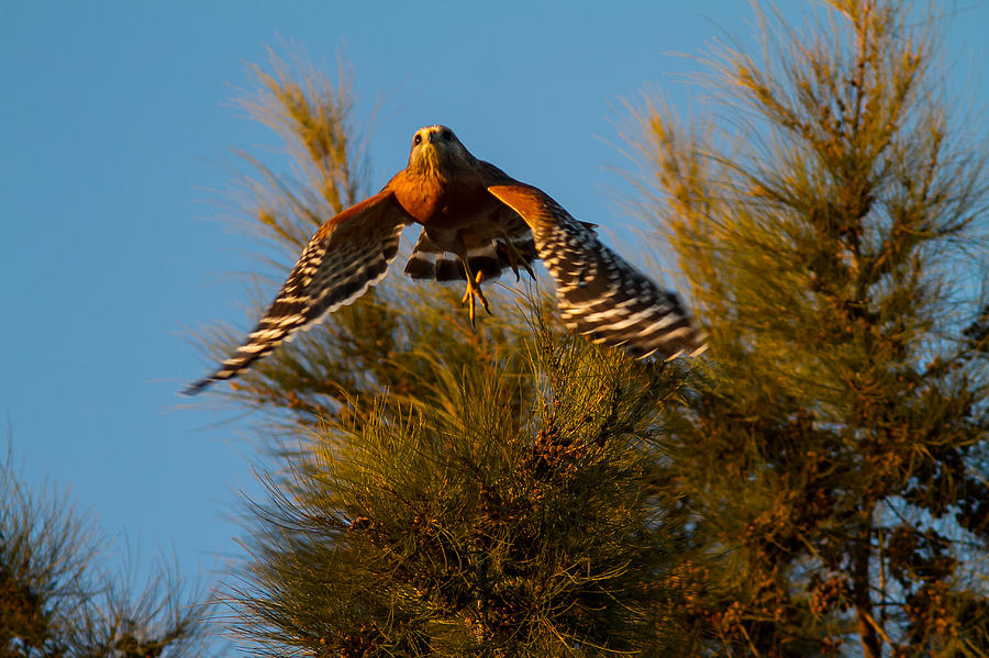 Hawk Photograph - Red Shoulder Hawk by Brian Williamson
