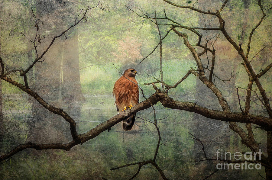 Wildlife Photograph - Red Shoulder Hawk  by Peggy Franz