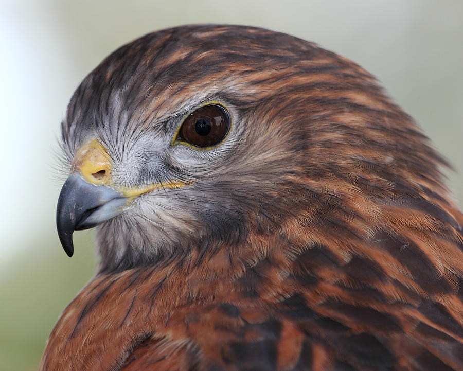 Hawk Photograph - Red Shouldered Hawk 3 by Erin Tucker