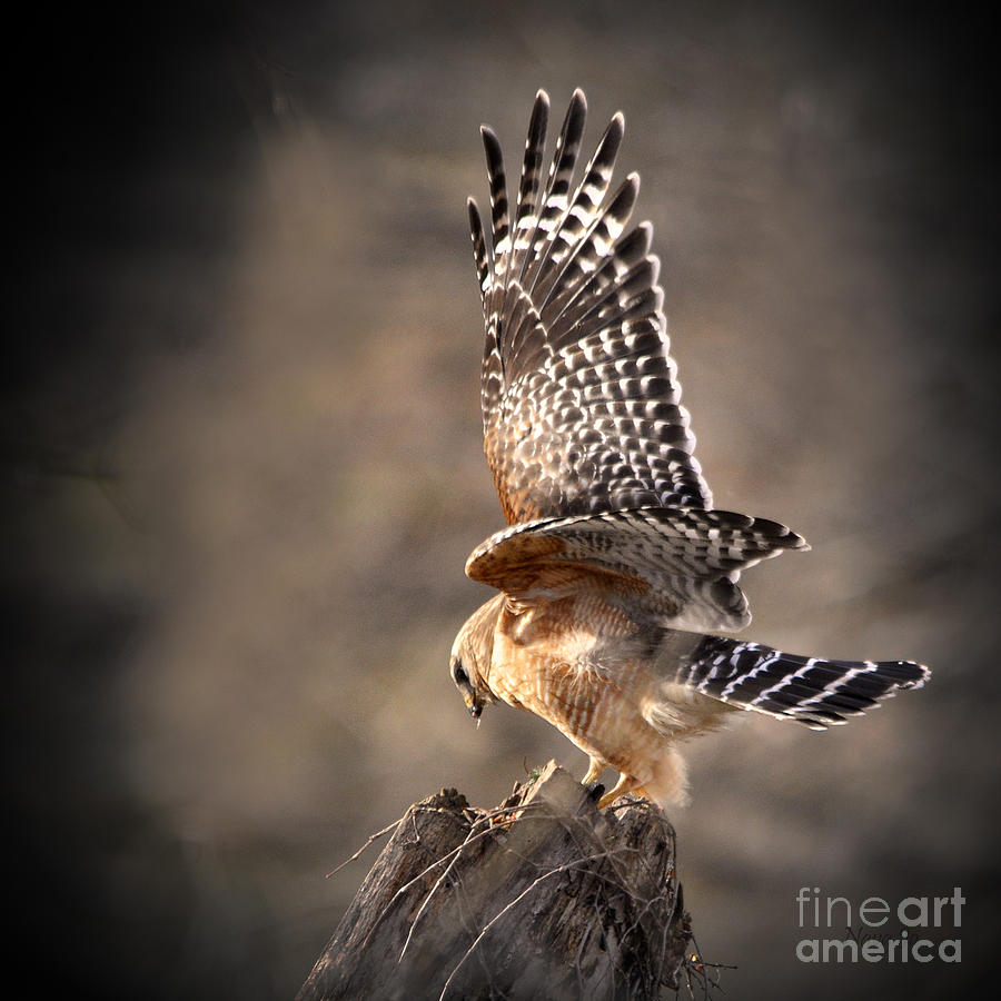 Red-shouldered Hawk Action Photograph by Nava Thompson
