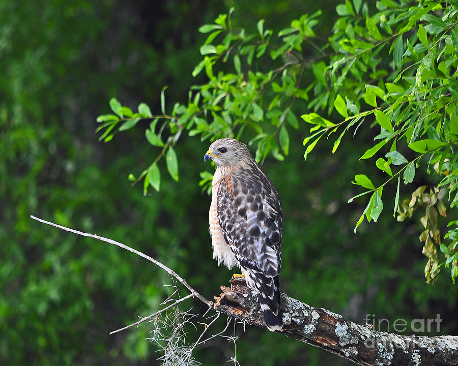 Hawk Photograph - Red-shouldered Hawk by Al Powell Photography USA