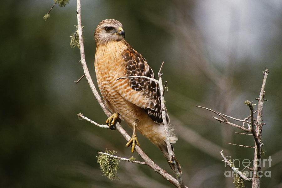 Red-shouldered Hawk Photograph by Art Wolfe
