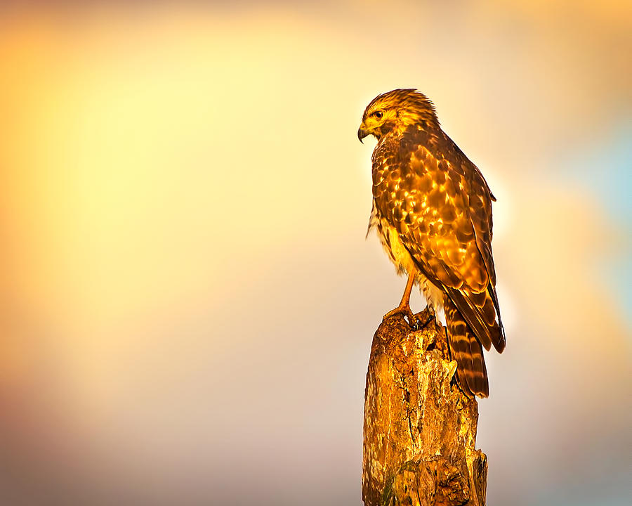 Red Shouldered Hawk at Sunset Photograph by Mark Andrew Thomas
