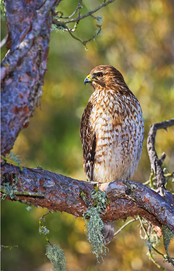 Red Shouldered Hawk Photograph by Beth Sargent