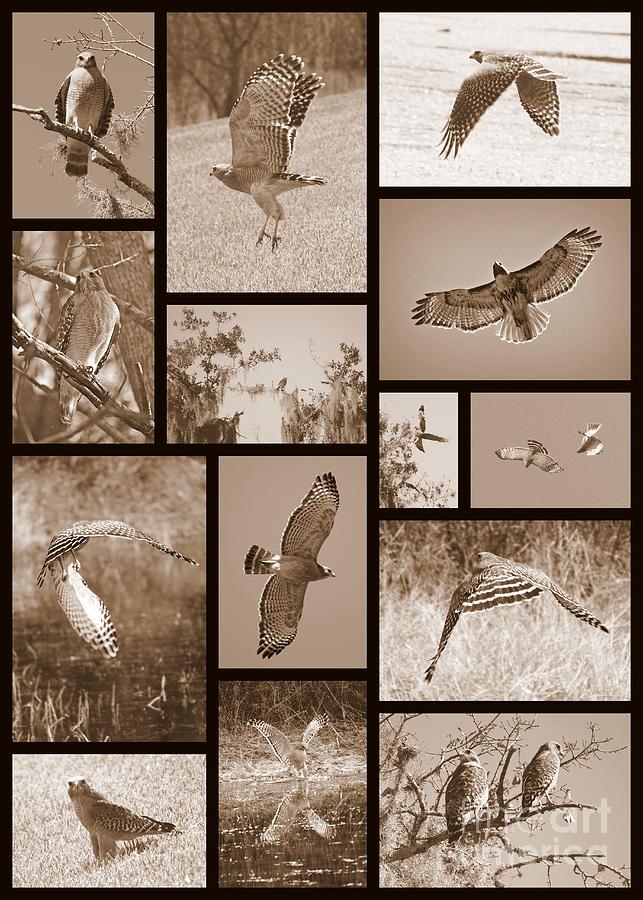 Hawk Photograph - Red-Shouldered Hawk Collage by Carol Groenen