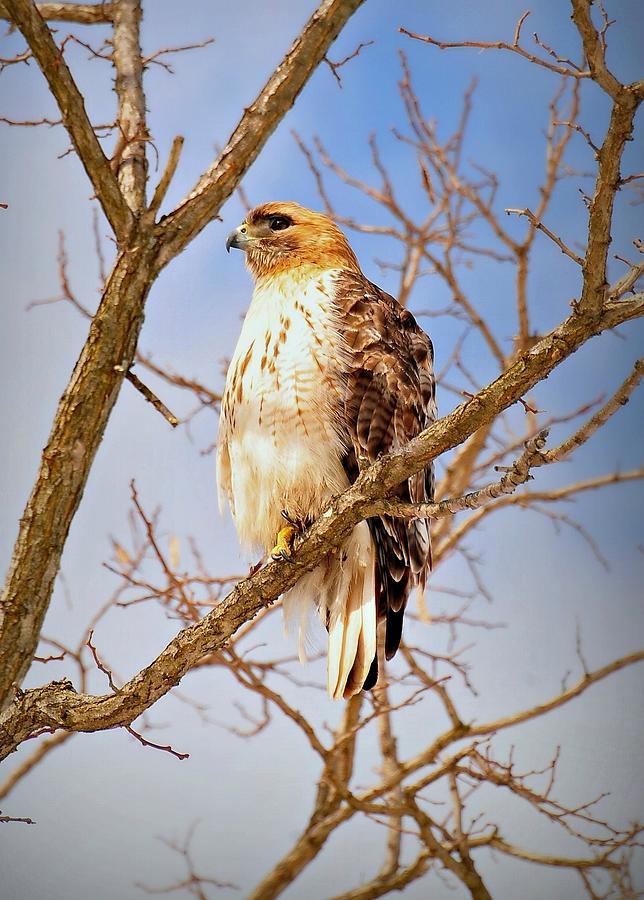 Red Shouldered Hawk Photograph by Diana Angstadt